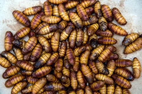 Worms silkworms in a basket Stock Photos