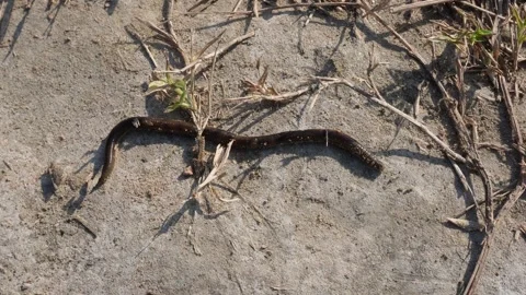Worms in soil close up, worm moving on the ground Video stock 291506423