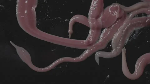 Worms spraying web, Lineus longissimus Stock Footage 297447824