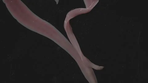 Worms, spraying web, lineus longissimus Stock Footage 297447825