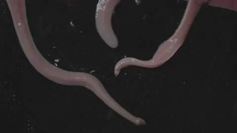 Worms, spraying web, lineus longissimus Stock Footage 297447827