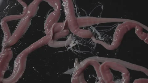 Worms spraying web, Lineus longissimus Stock Footage 297447829