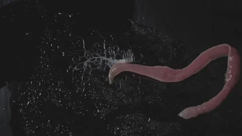 Worms spraying web, Lineus longissimus Stock Footage 297447833