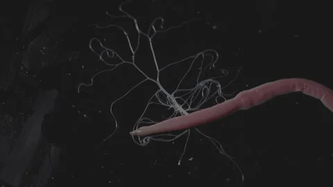 Worms spraying web, Lineus longissimus Stock Footage 297447836