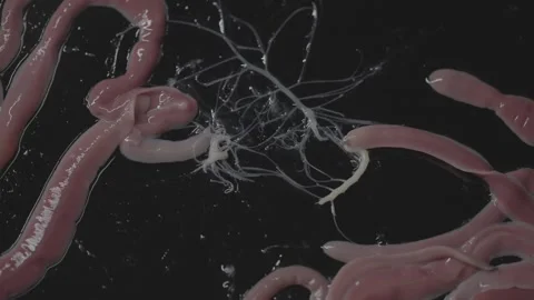 Worms spraying web, Lineus longissimus Stock Footage 297447837