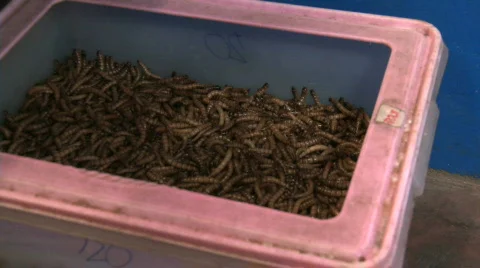Worms squirming in a bucket Video stock 312489