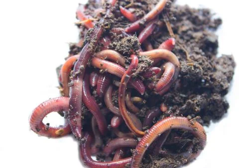 Worms on a white background Stock Photos