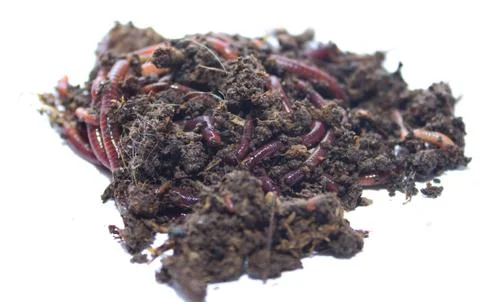 Worms on a white background Stock Photos