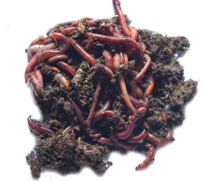 Worms on a white background Stock Photos