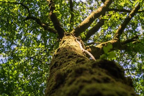 Wormseye View Up Moss Covered Tree Trunk Past Lush Green Foliage Toward Sky Fotos de archivo