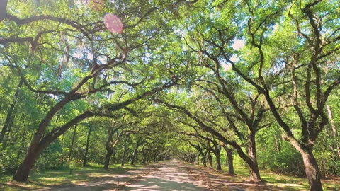 Wormsloe Historic Site Vídeos de archivo 155317062