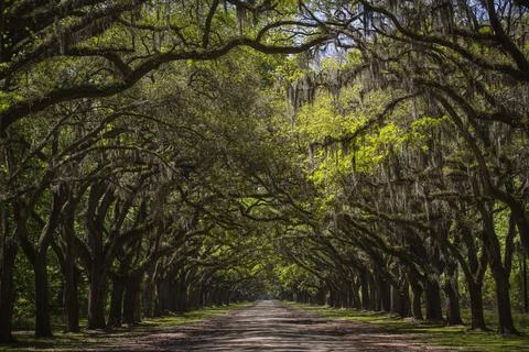 Wormsloe Tree Tunnel Stock Photos