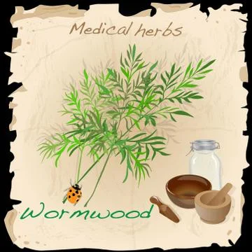 Wormwood Medical Herb. Vector. Stock Illustration