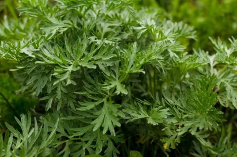 Wormwood Stock Photos
