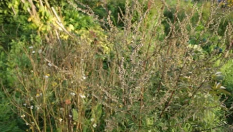 Wormwood plant Stock Footage 8653034