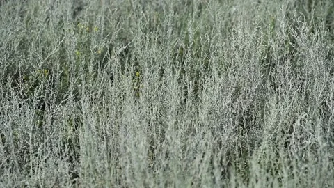 Wormwood the steppe Stock Footage 156229126