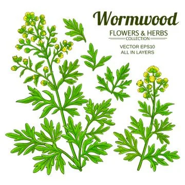 Wormwood vector set Stock Illustration
