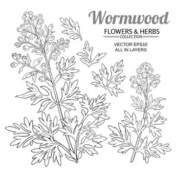 Wormwood vector set Stock Illustration
