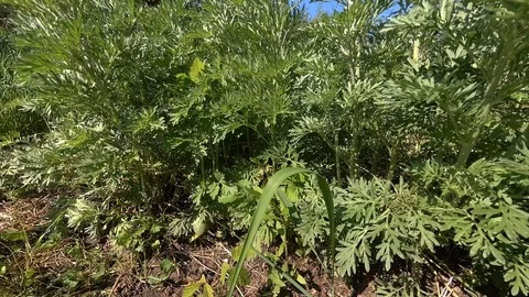 Wormwood in the wind Stock Footage 109534414