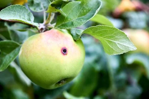 Wormy apple selective focus close up. Almost ripe apple damaged by codling moth Stock Photos