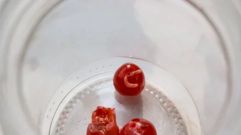 Wormy fruit in glass jar, two worms feeds on red ripe cherry, natural organic 스톡 동영상 181493229