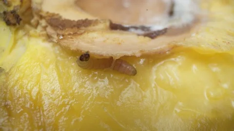 Wormy fruit. A peach infested with a larva. The worm inside the peach Stock Footage 156433746