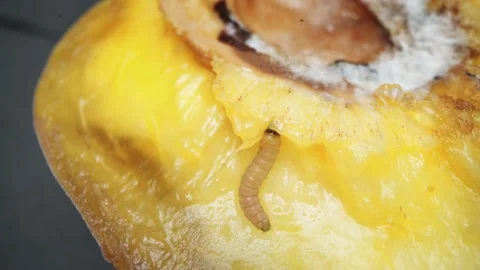 Wormy fruit. A peach infested with a larva. The worm inside the peach Stock Footage 156484478