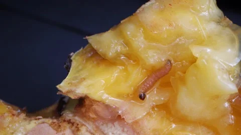 Wormy fruit. A peach infested with a larva. The worm inside the peach Stock Footage 156484868