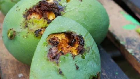 Wormy Fruits. The Worm Inside The Mango Stock Footage 162244254