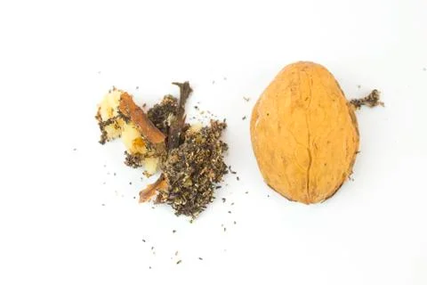 Wormy walnut on white Stock Photos