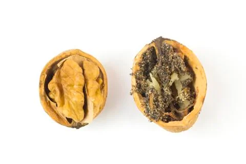 Wormy walnut on white Stock Photos