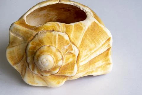 Worn colorful seashell Stock Photos