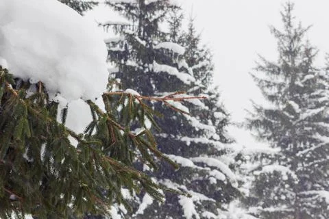 A worn down spruce branch under thick layer of snow Stock Photos