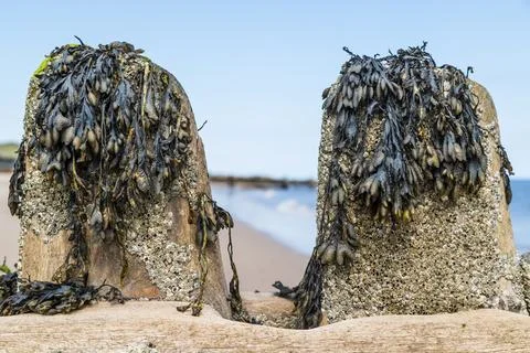 Worn groynes at Cart Gap Stock Photos