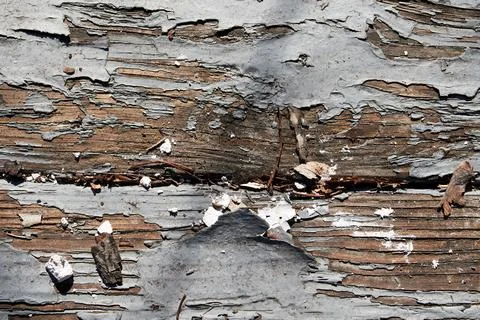Worn painted deck boards with peeling paint Stock-Fotos