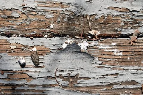 Worn painted deck boards with peeling paint Stock Photos