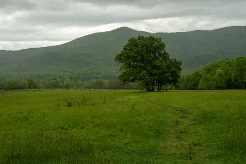 Worn Path to Grove of Trees in Cades Cove 스톡 사진