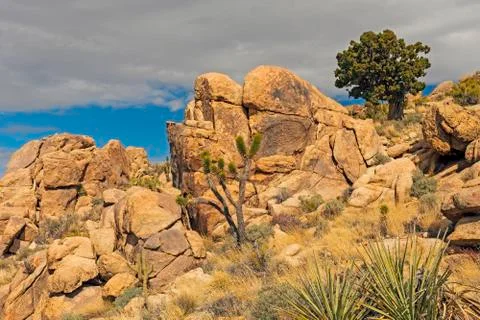 Worn Rocks and Sparse Vegetation on a Desert Peak Stockfoto's
