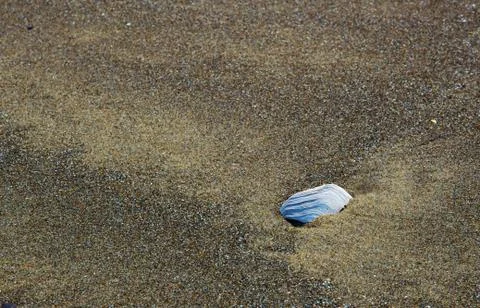 Worn sea shell Stock Photos