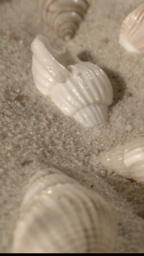 Worn Shells On Sandy Terrain. Seaside Shells With Warm Lighting Accents Stock Footage 334707977