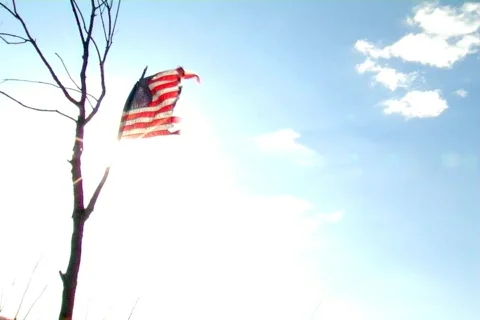 Worn US Flag on a Tree Stock Footage 376643