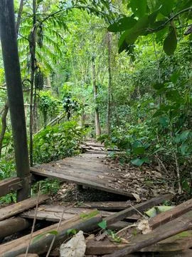 Worn wooden path winds through dense jungle foliage Stock Photos