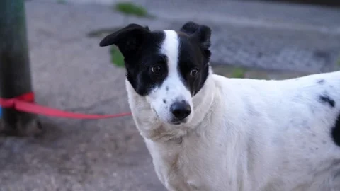 Worried dog tied to tree while owner stands nearby Stock Footage 308637194