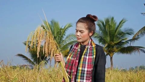Worried farmer using sickle to harvesting rice in field, Thailand Stock Footage 85003232