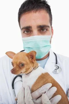Worried male vet holding chihuahua Stock Photos