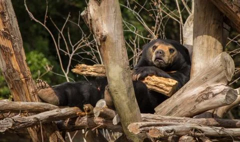 Worried sun bear Stock Photos