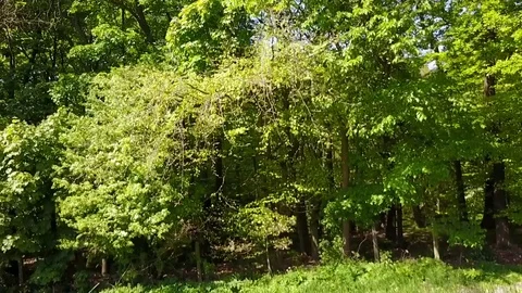 Worsley Woods Stock Footage 76191414