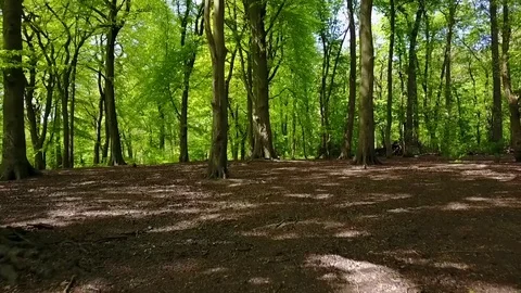 Worsley Woods Vídeo Stock 76191438