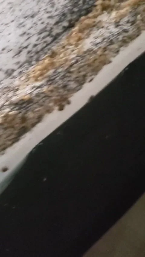 The Worst Bed Bug Infestation I've Ever Seen, Phoenix, Arizona, USA - 24 Mar 202 Stock Footage 205422575