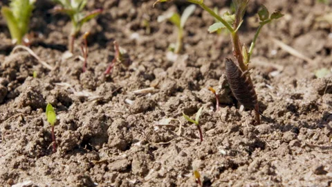 Woudlouse climbing down a seedling 動画素材 144841460